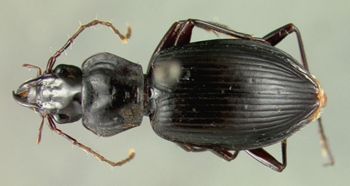 Media type: image;   Entomology 22003 Aspect: habitus dorsal view